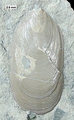 Barroisella, a lingulid from the Middle Devonian of Wisconsin.