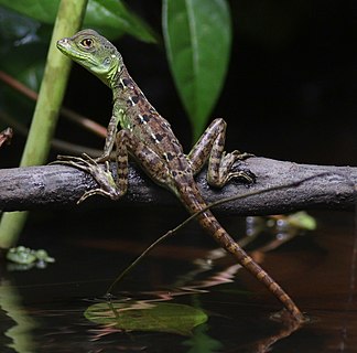 Female Green Basilisk (Basiliscus plumifrons) in Costa Rica