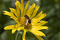Bee on the flower.jpg