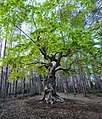 * Nomination A century-old tree at Belintash --Спасимир 07:18, 2 August 2017 (UTC) * Promotion Good quality. PumpkinSky 00:49, 6 August 2017 (UTC)