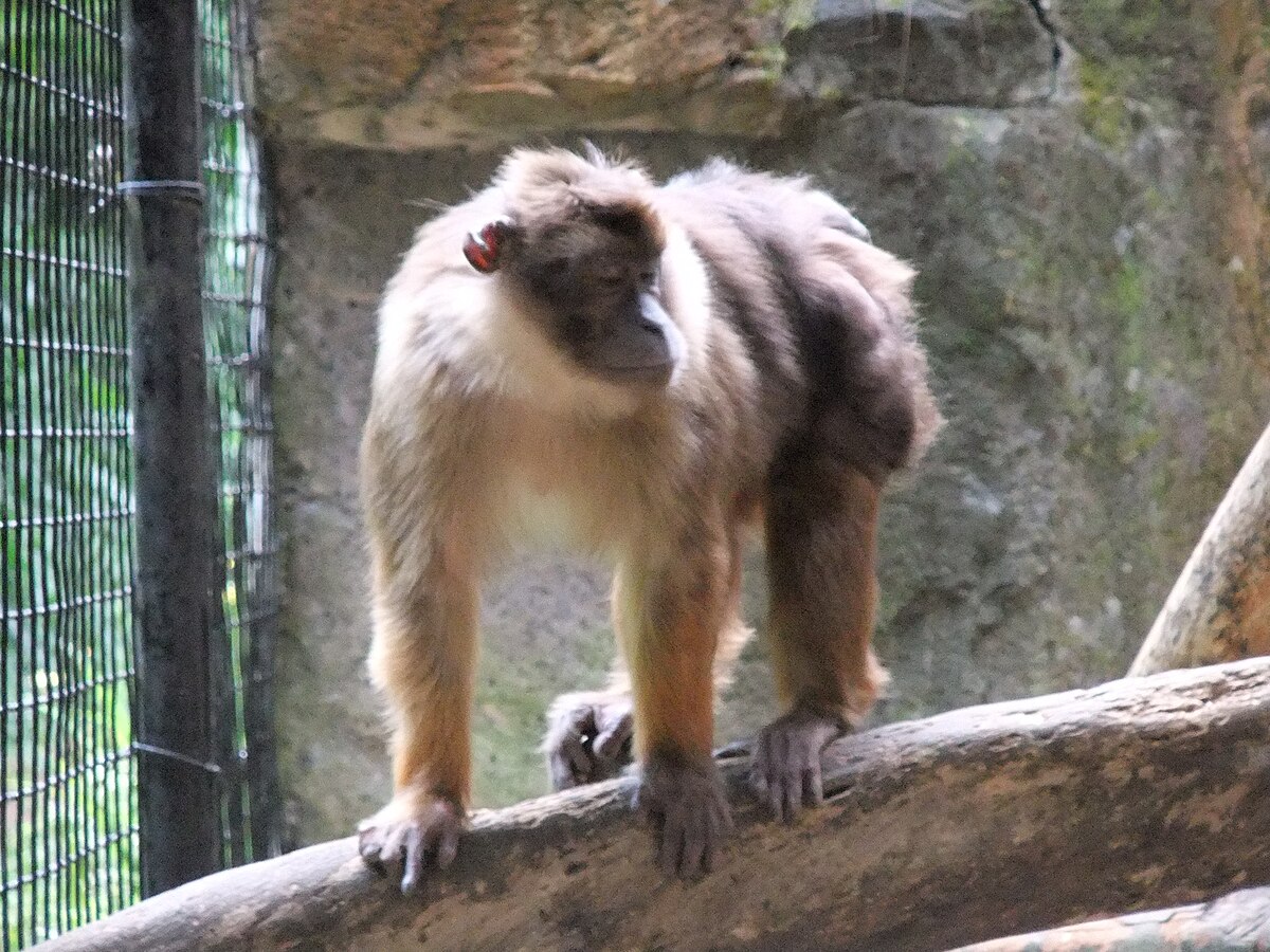 Pagai Island macaque - Wikipedia