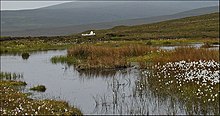 Grave from a distance Betty Corrigal - RIP - geograph.org.uk - 1479977.jpg