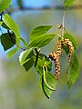 Betula occidentalis, Brzoza zachodnia, 2023-05-05