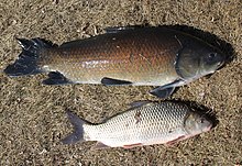 A bigmouth buffalo (top) compared to a quillback (bottom). Both of these species are long-lived catostomids Bigmouth buffalo vs quillback.jpg