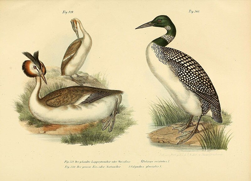 File:Bilder-atlas zur Wissenschaftlich-populären Naturgeschichte der Vögel in ihren sämmtlichen Hauptformen (Figs. 339-340) (6005244549).jpg