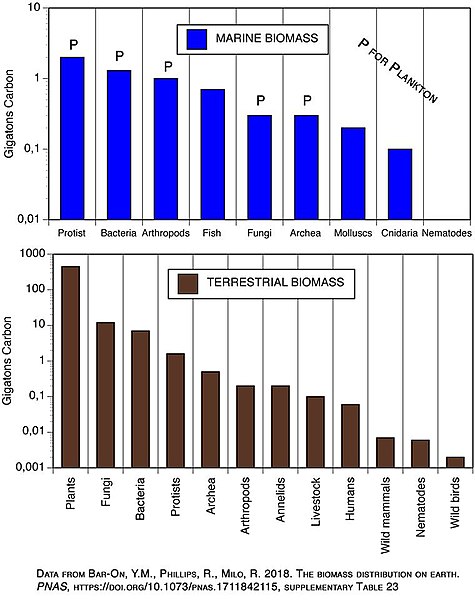 File:Biomass by life form.jpg