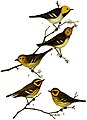 Setophaga townsendi (common: Townsend’s Warbler) No. 4 & 5, from Bird-Lore, Vol. 6 No.6.
