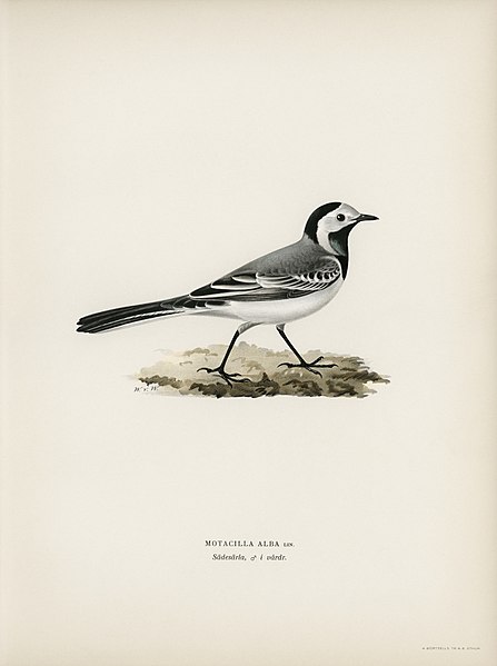 File:Bird illustration from Svenska Fåglar (Swedish Birds) by the von Wright brothers from rawpixel's original edition of the publication 00051.jpg