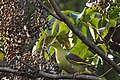 Birds Ashy Headed Green Pigeon.jpg