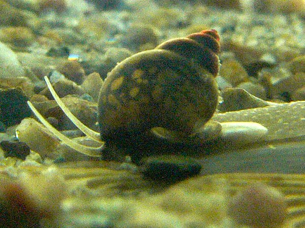 Bithynia tentaculata, a small freshwater gastropod in the family Bithyniidae