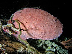 Unidentified bivalve, covered with a sponge