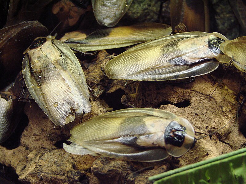 File:Blaberus giganteus (Wroclaw zoo)-1.jpg