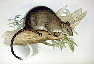 <span class="mw-page-title-main">Black-footed tree-rat</span> Species of mammal
