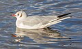 * Nomination Common gull (Larus canus), Lake Windermere, England --Podzemnik 07:01, 22 January 2019 (UTC) * Promotion Good quality. -- Johann Jaritz 07:19, 22 January 2019 (UTC)