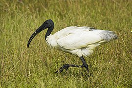 Azijinis ibis (Threskiornis melanocephalus)