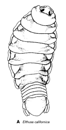 Sketch of a female adult E. californica. Black and White Full Body pg 519 RICHARD.png