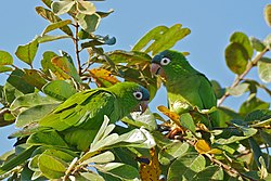 Blue-crowned Parakeets (Aratinga acuticaudata) eating fruits ... (29073344950).jpg