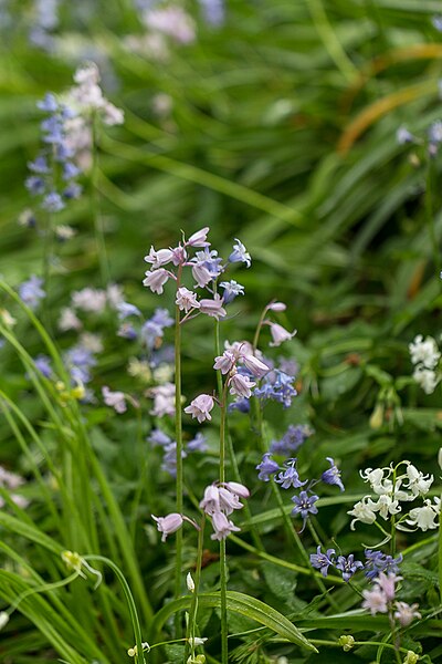 File:Bluebells, Myddelton House, Enfield - geograph.org.uk - 3950826.jpg