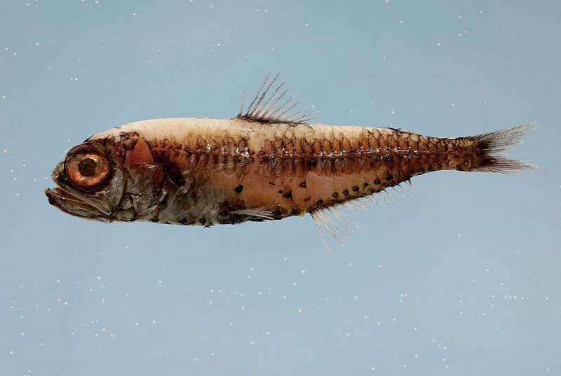 File:Bluntsnout lanternfish ( Myctophum obtusirostre ).jpg