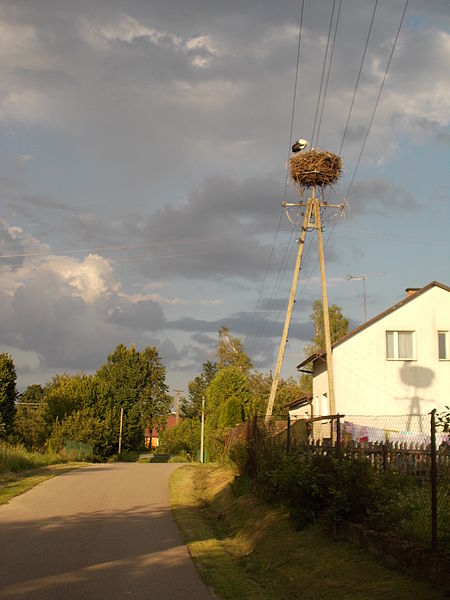 File:Bocianie gniazdo Młodów ul. św. Floriana 91.JPG