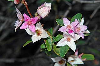 <i>Boronia grimshawii</i> Species of flowering plant