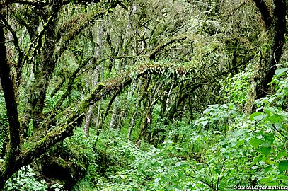 Forêt de Podocarpus parlatorei dans les yungas de la province.