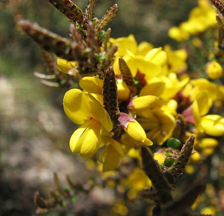 Bossiaea foliosa