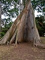 * Nomination Buttress roots of a Ceiba pentandra tree in Aburi Botanical Gardens, Ghana --MB-one 11:22, 28 April 2023 (UTC)  Comment Ok, but a different crop without the halved person on the left side and with less space at the bottom would improve the picture in my view. --Imehling 18:00, 3 May 2023 (UTC) * Promotion  Done Thanks for the review. --MB-one 20:59, 6 May 2023 (UTC) Good quality. --Imehling 13:49, 7 May 2023 (UTC)