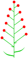 Inflorescència ebracteada.