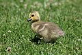 * Nomination: A juvenile Canada goose, Branta canadensis, on the grass at Campbell Park in Campbell, California. --Grendelkhan 07:45, 14 May 2024 (UTC) * * Review needed