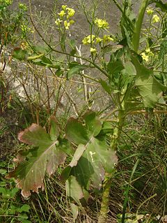 <i>Brassica rupestris</i> Species of plant in the family Brassicaceae