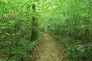 Larkey Valley Wood