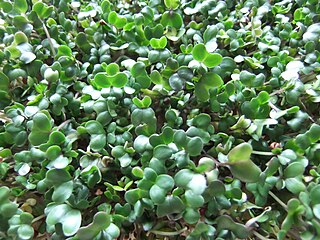 <span class="mw-page-title-main">Broccoli sprouts</span> Edible young broccoli plants