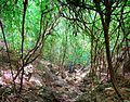 April 11: Forest on the island of Nosy Hara in Northern Madagascar.