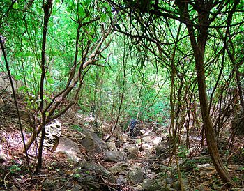 Brookesia micra habitat.jpg