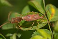 Brown assassin bug sexual reproduction.jpg