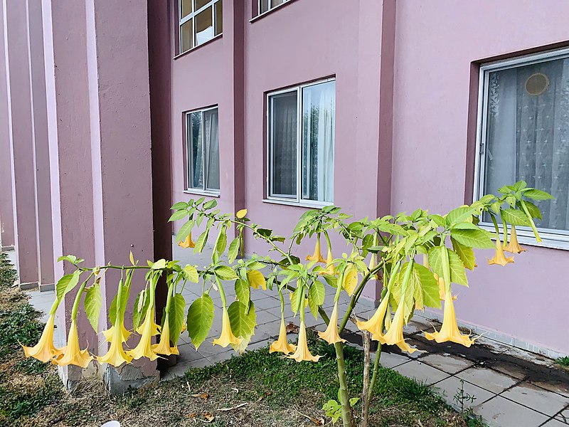 File:Brugmansia aurea flower.jpg