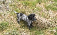 Genç Blue Roan Çalışma Gerginliği İngiliz Cocker Spaniel