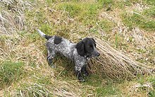 Blue roan English Cocker Spaniel puppy Buddy Working English Cocker Spaniel Pup.jpg