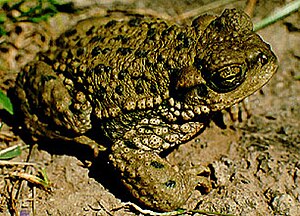 Bufo achalensis.jpg