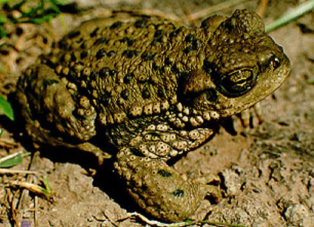 Description de l'image Bufo achalensis.jpg.