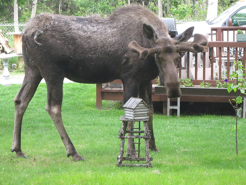 File:Bull moose growing new antlers and shedding fur.JPG