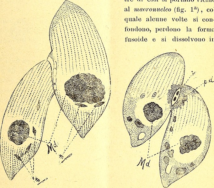 File:Bullettino delle sedute della Accademia gioenia di scienze naturali in Catania (1903) (20515765101).jpg