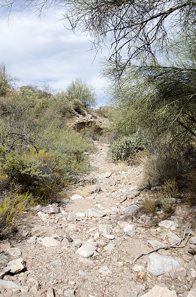 File:Butcher Jones Trail to Pinter's Point Loop, Tonto National Park, Saguaro Lake, Ft. McDowell, AZ - panoramio (145).jpg