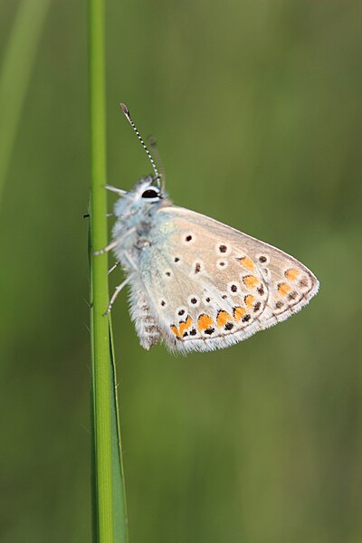 File:Butterfly - panoramio (17).jpg