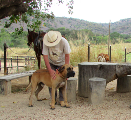 Original fila brasileiro – Wikipédia, a enciclopédia livre