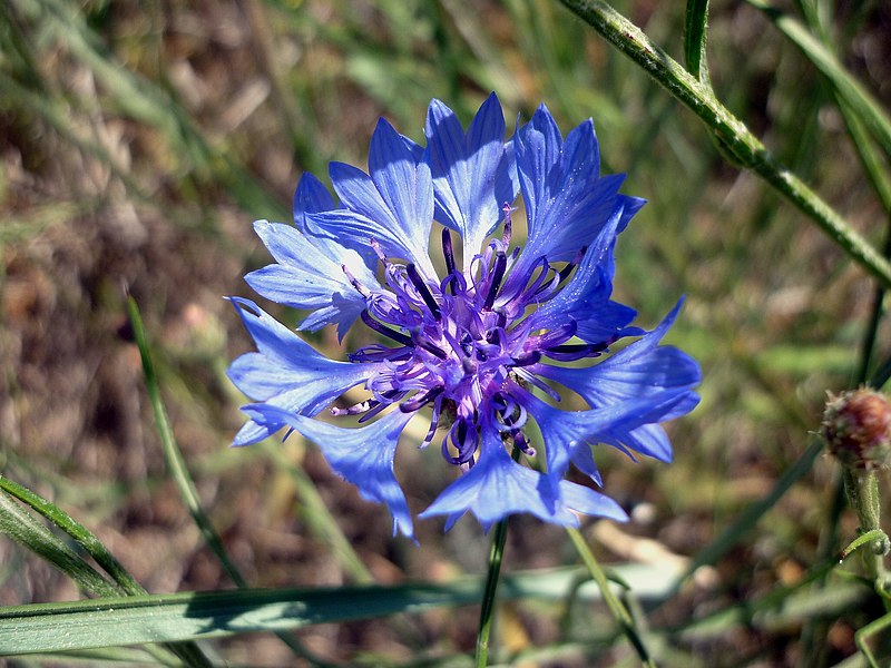 File:CENTAUREA CYANUS - LLANERA - IB-210 (Blauet).JPG