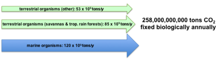 Tập_tin:CO2FixnData.png