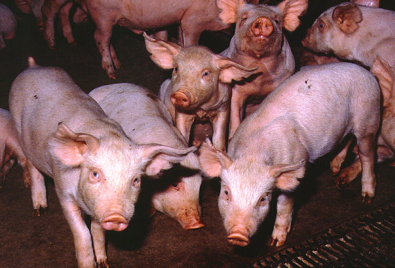 File:CSIRO ScienceImage 308 Pigs.jpg