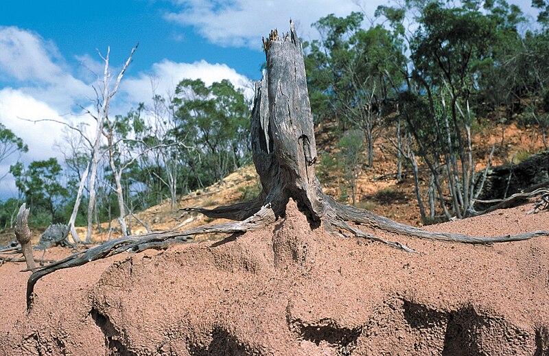 File:CSIRO ScienceImage 4387 Tree stump with exposed roots as a result of dryland salinity and gully erosion near Charters Towers QLD.jpg